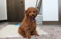 processed/372500d9-e45c-4835-98b9-9f1b9c70b322/listing/2c5256ef-8626-4746-b0db-890900b22c46/49248eda-c4f4-4ffb-9244-871d6e602529