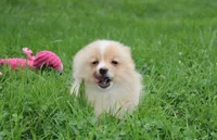 Lexi, a female Pomeranian for sale in Millersburg, OH – 2 of 6