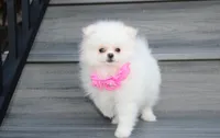 Reese, a female Pomeranian for sale in Millersburg, OH – 7 of 10