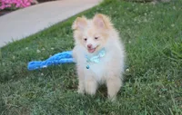 Teddy , a male Pomeranian for sale in Millersburg, OH – 6 of 9