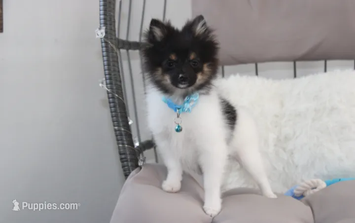 ZIGGY – Pomeranian puppy for sale in Millersburg, OH