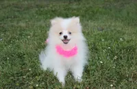 Roxy, a female Pomeranian for sale in Millersburg, OH – 5 of 7