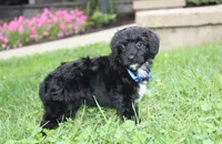 Ranger, a male Yorkipoo for sale in Millersburg, OH – 10 of 10