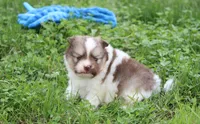 Bentley , a male Pomeranian for sale in Millersburg, OH – 4 of 8