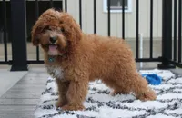 Lenny , a male Cavapoo for sale in Millersburg, OH – 1 of 5