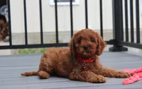 Max, a male Cavapoo for sale in Millersburg, OH – 2 of 9