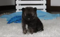 Buttons , a male Pomeranian for sale in Millersburg, OH – 9 of 9