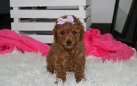 Sierra , a female Poodle - Miniature  for sale in Millersburg, OH – 4 of 7