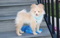 Teddy , a male Pomeranian for sale in Millersburg, OH – 3 of 9