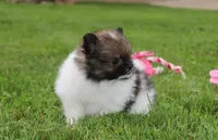Juno, a female Pomeranian for sale in Millersburg, OH – 2 of 7