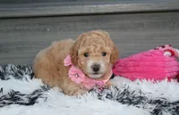 Kallista , a female Bichpoo for sale in Millersburg, OH – 3 of 6