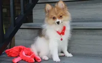 Theo, a male Pomeranian for sale in Millersburg, OH – 5 of 8