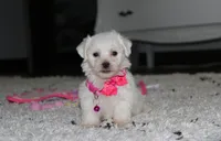 Jasmine , a female Bichon Frise for sale in Millersburg, OH – 6 of 10