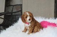 Freya , a female Cavapoo for sale in Millersburg, OH – 2 of 8