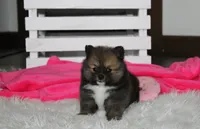 Bailey , a female Pomeranian for sale in Millersburg, OH – 3 of 10