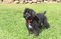 Ranger, a male Yorkipoo for sale in Millersburg, OH – 5 of 8