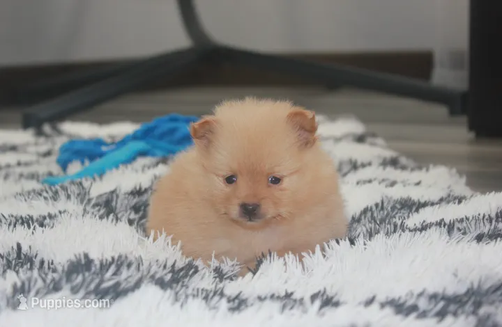 Finn – Pomeranian puppy for sale in Millersburg, OH