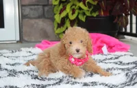 Kalila, a female Bichpoo for sale in Millersburg, OH – 3 of 5