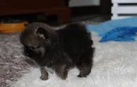 Buttons , a male Pomeranian for sale in Millersburg, OH – 3 of 9