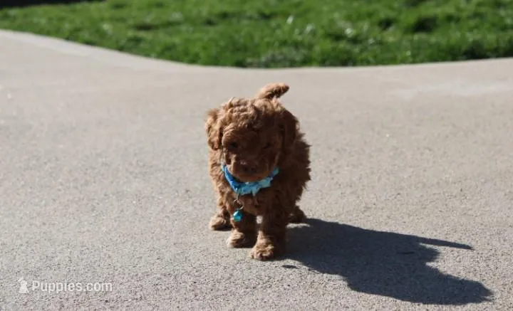 Finley  – Bichpoo puppy for sale in Millersburg, OH