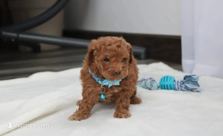 Finley  – Bichpoo puppy for sale in Millersburg, OH