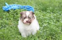 Bentley , a male Pomeranian for sale in Millersburg, OH – 5 of 8