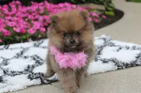 Zara, a female Pomeranian for sale in Millersburg, OH – 9 of 10
