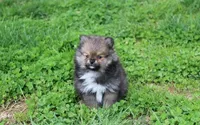 Casper , a male Pomeranian for sale in Millersburg, OH – 2 of 10