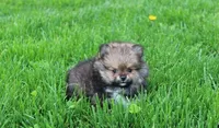 Casper , a male Pomeranian for sale in Millersburg, OH – 5 of 10