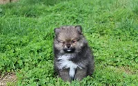 Casper , a male Pomeranian for sale in Millersburg, OH – 6 of 10