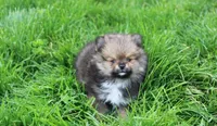 Casper , a male Pomeranian for sale in Millersburg, OH – 7 of 10