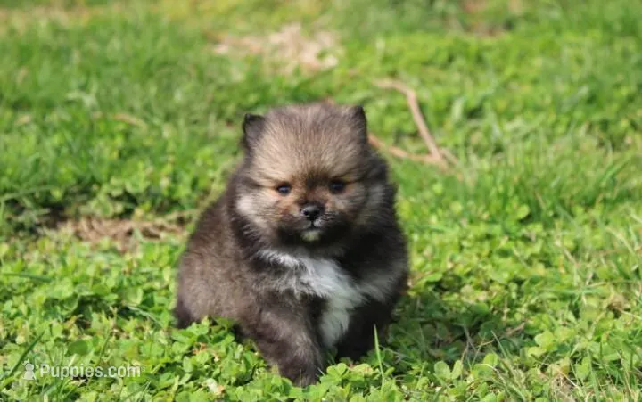 Casper  – Pomeranian puppy for sale in Millersburg, OH