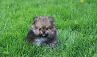 Casper , a male Pomeranian for sale in Millersburg, OH – 10 of 10
