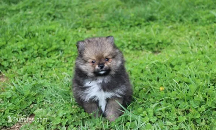 Casper  – Pomeranian puppy for sale in Millersburg, OH