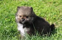 Casper , a male Pomeranian for sale in Millersburg, OH – Photo 6 of 7