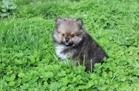 Casper , a male Pomeranian for sale in Millersburg, OH – 4 of 10