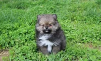 Casper , a male Pomeranian for sale in Millersburg, OH – 3 of 10