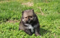 Casper , a male Pomeranian for sale in Millersburg, OH – Photo 7 of 7
