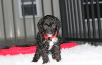 Bobby, a male Poodle - Miniature  for sale in Millersburg, OH – 4 of 9