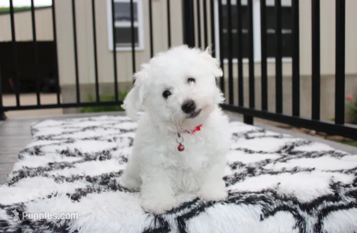 Karter  – Bichon Frise puppy for sale in Millersburg, OH