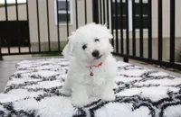 Karter , a male Bichon Frise for sale in Millersburg, OH – 1 of 4