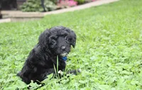 Ranger, a male Yorkipoo for sale in Millersburg, OH – 4 of 10