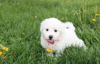 Debby , a female Bichon Frise for sale in Millersburg, OH – Photo 6 of 10
