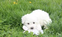 Debby , a female Bichon Frise for sale in Millersburg, OH – Photo 8 of 10