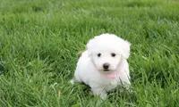 Debby , a female Bichon Frise for sale in Millersburg, OH – Photo 9 of 10