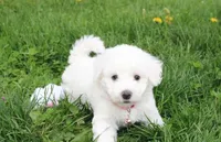Debby , a female Bichon Frise for sale in Millersburg, OH – Photo 4 of 10