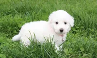 Debby , a female Bichon Frise for sale in Millersburg, OH – Photo 10 of 10