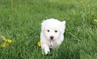 Debby , a female Bichon Frise for sale in Millersburg, OH – Photo 5 of 10