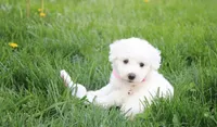 Debby , a female Bichon Frise for sale in Millersburg, OH – Photo 3 of 10