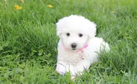 Debby , a female Bichon Frise for sale in Millersburg, OH – Photo 1 of 10